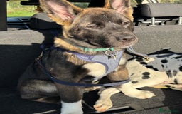 Akita dogs for sale: Stunning 5 months old Akita - Image 1