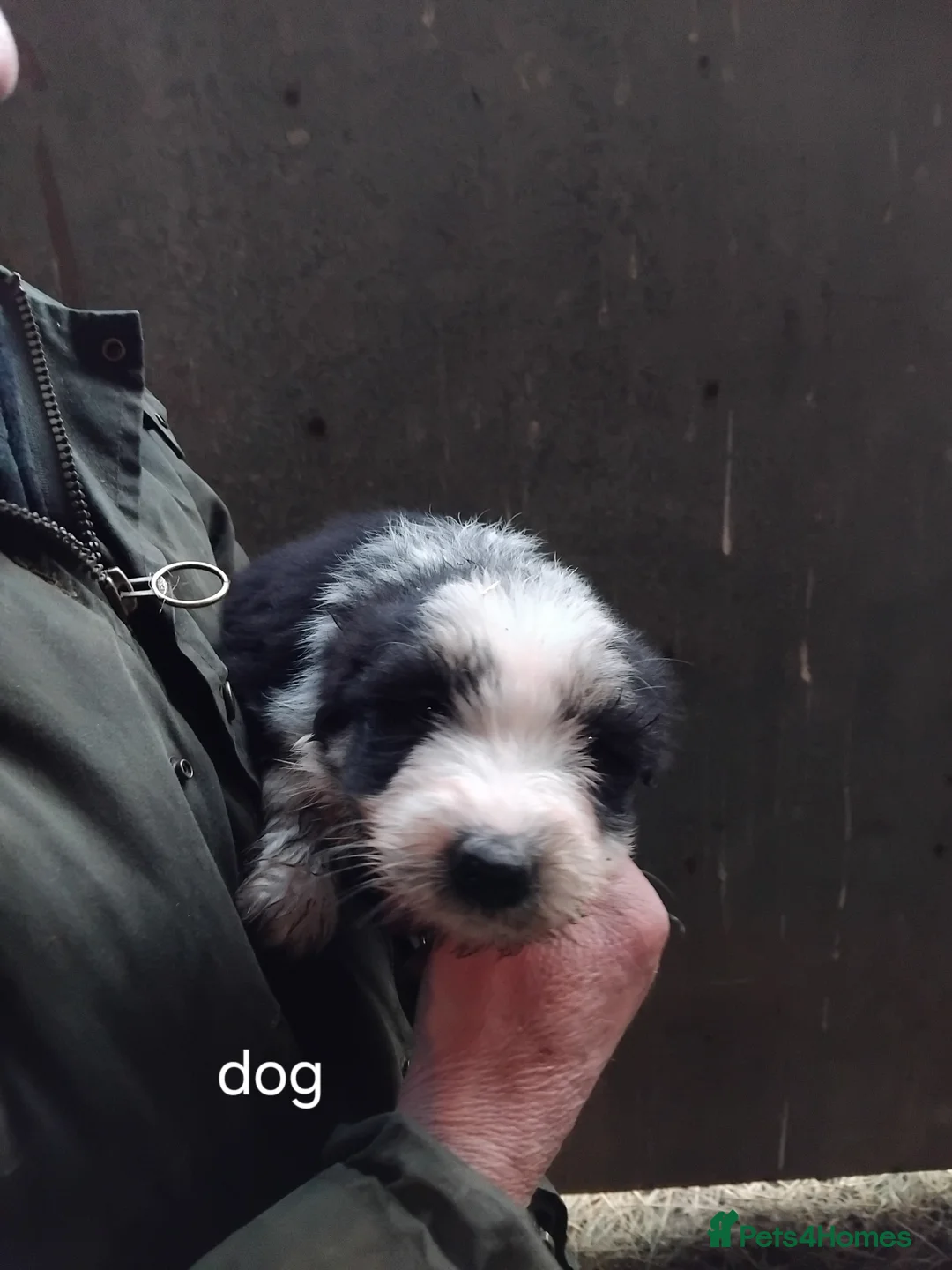 Bearded Collie dogs for sale: Beautiful bearded collie pups - Advert 4