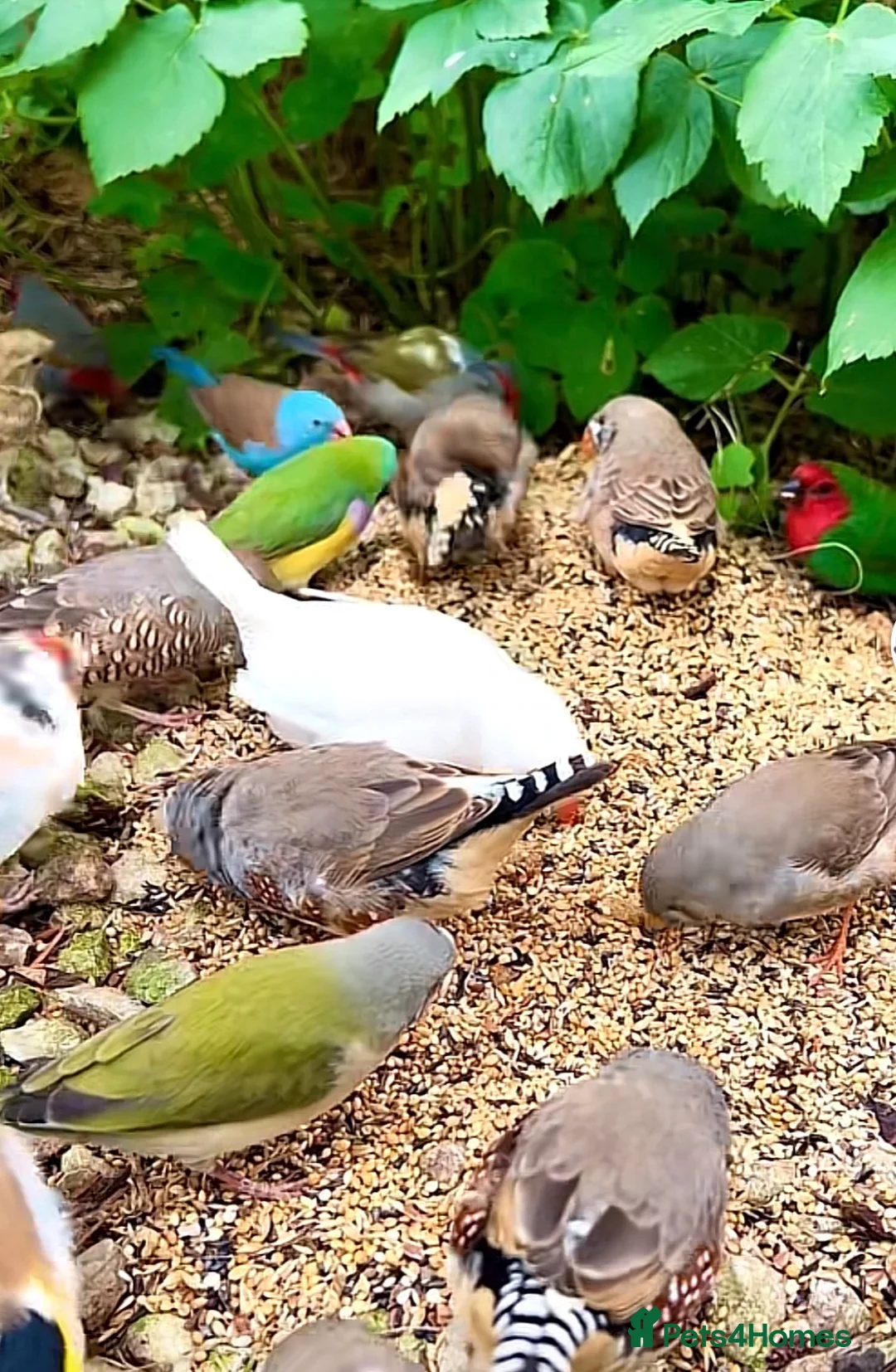 Mixed Breed birds for sale: Finch / Budgie / Canary / Love Birds - Advert 2