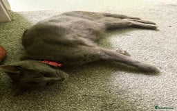 Russian Blue cats for sale: Beautiful Russian blue cross kittens - Image 6