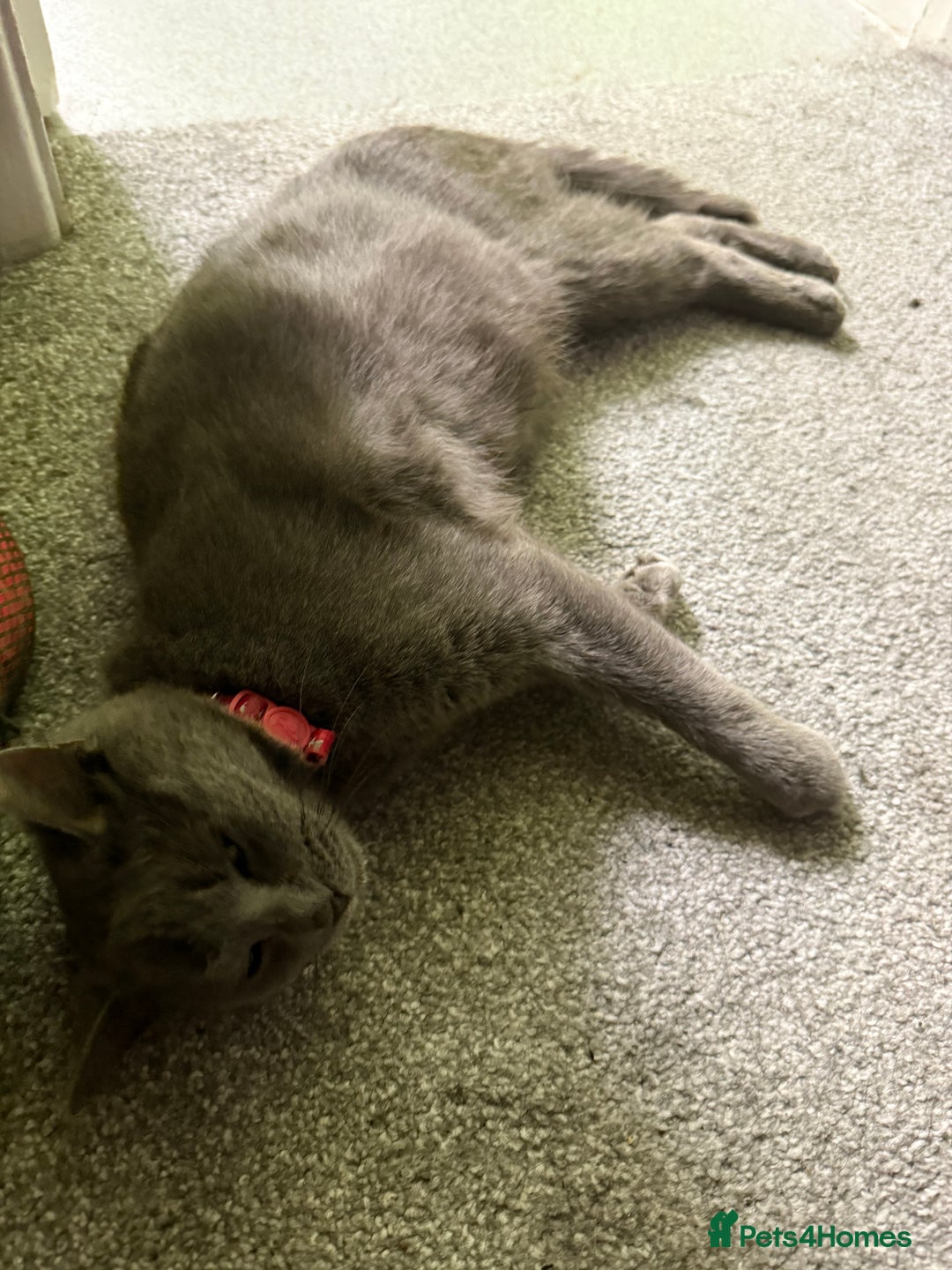 Russian Blue cats for sale: Beautiful Russian blue cross kittens - Image 6