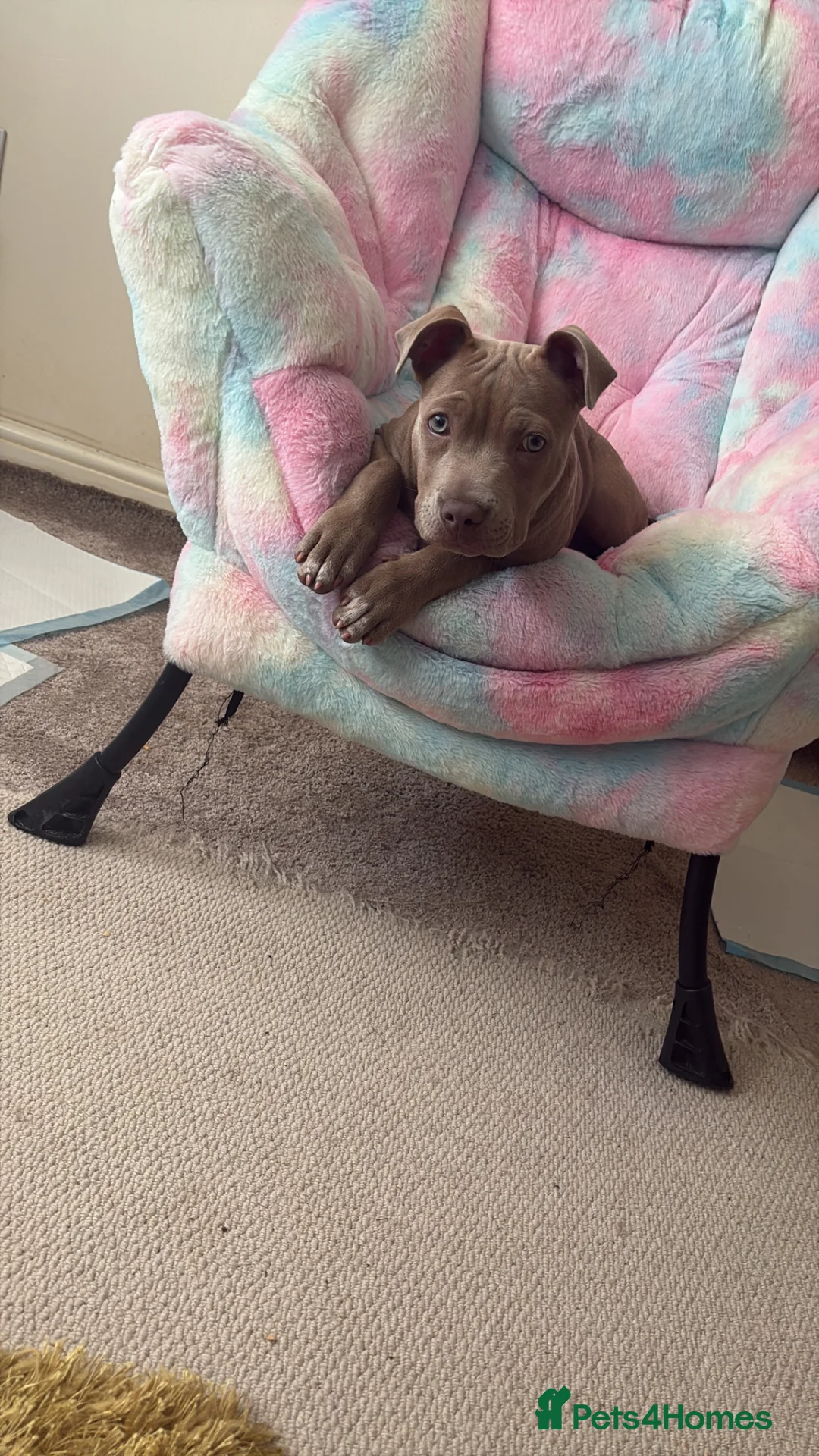 American Bull Staffy dogs for sale: 3.5 months blue staffy  in Folkestone - Advert 1