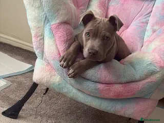 American Bull Staffy dogs 3.5 months blue staffy - Advert 1