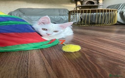 Maine Coon cats for sale: TICA Maine Coon Russian - Image 14