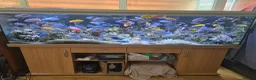 Cichlids fish for sale: 2 x fully stocked cichlids tanks for sale in Guildford - Advert 21