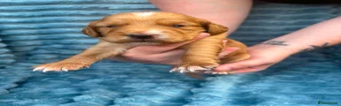Cockapoo 1