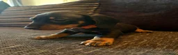 Dachshund dogs for sale: Dachshund puppies ready to go - Advert 10