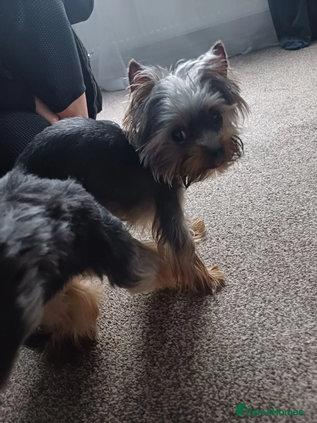 Yorkshire Terrier dogs for stud:  900grams !! The smallest cutest boy in Uk  in Bedford - Advert 21