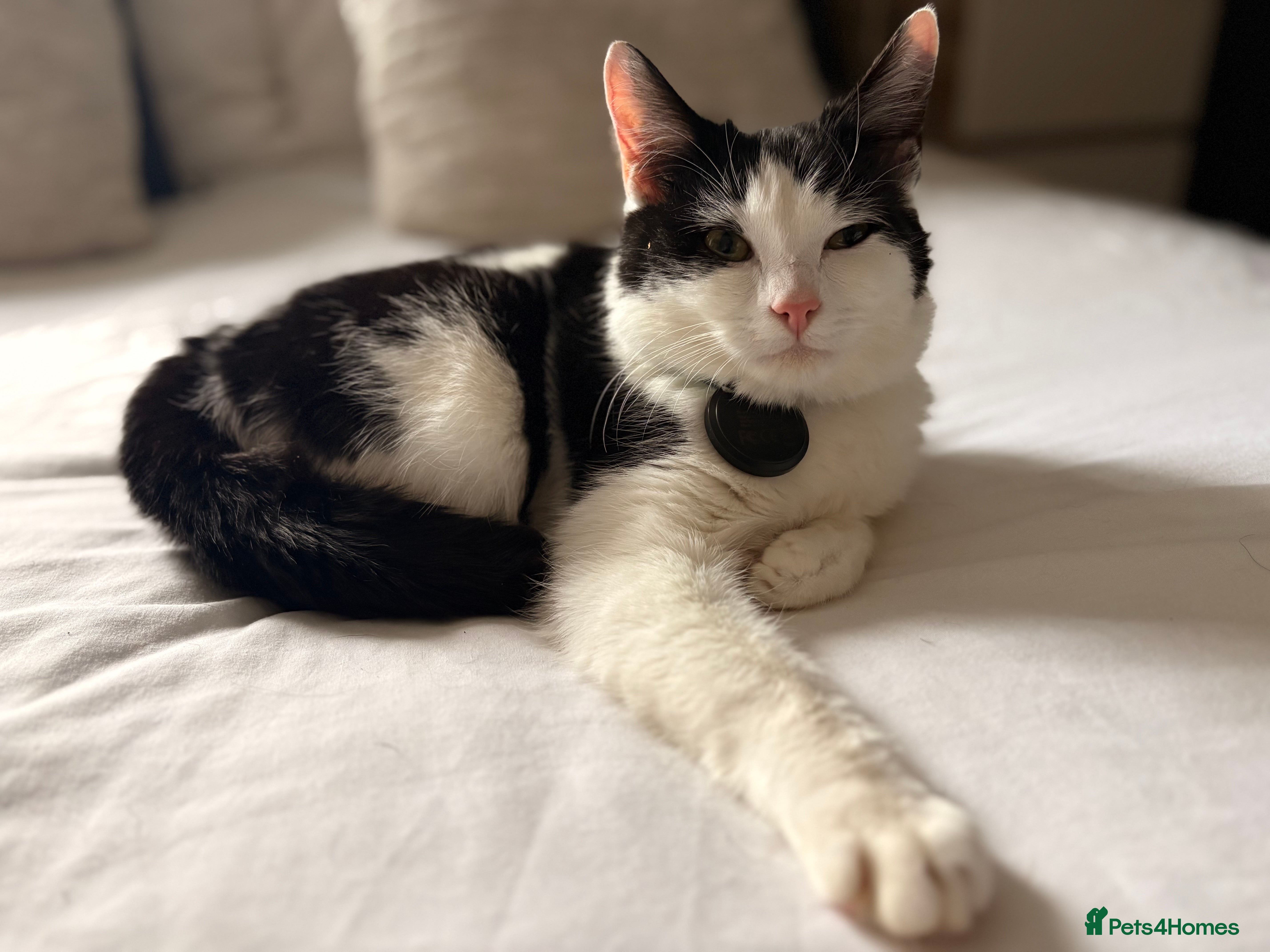 British Shorthair cats Male shorthaired kitten - Advert 3