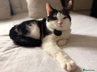 British Shorthair cats Male shorthaired kitten - Advert 1