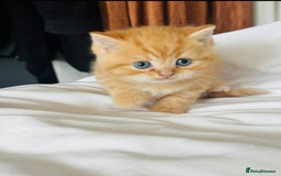 British Shorthair cats for sale: British short hair kittens  - Image 7