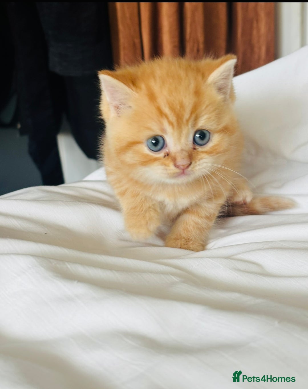 British Shorthair cats for sale: British short hair kittens  - Image 7