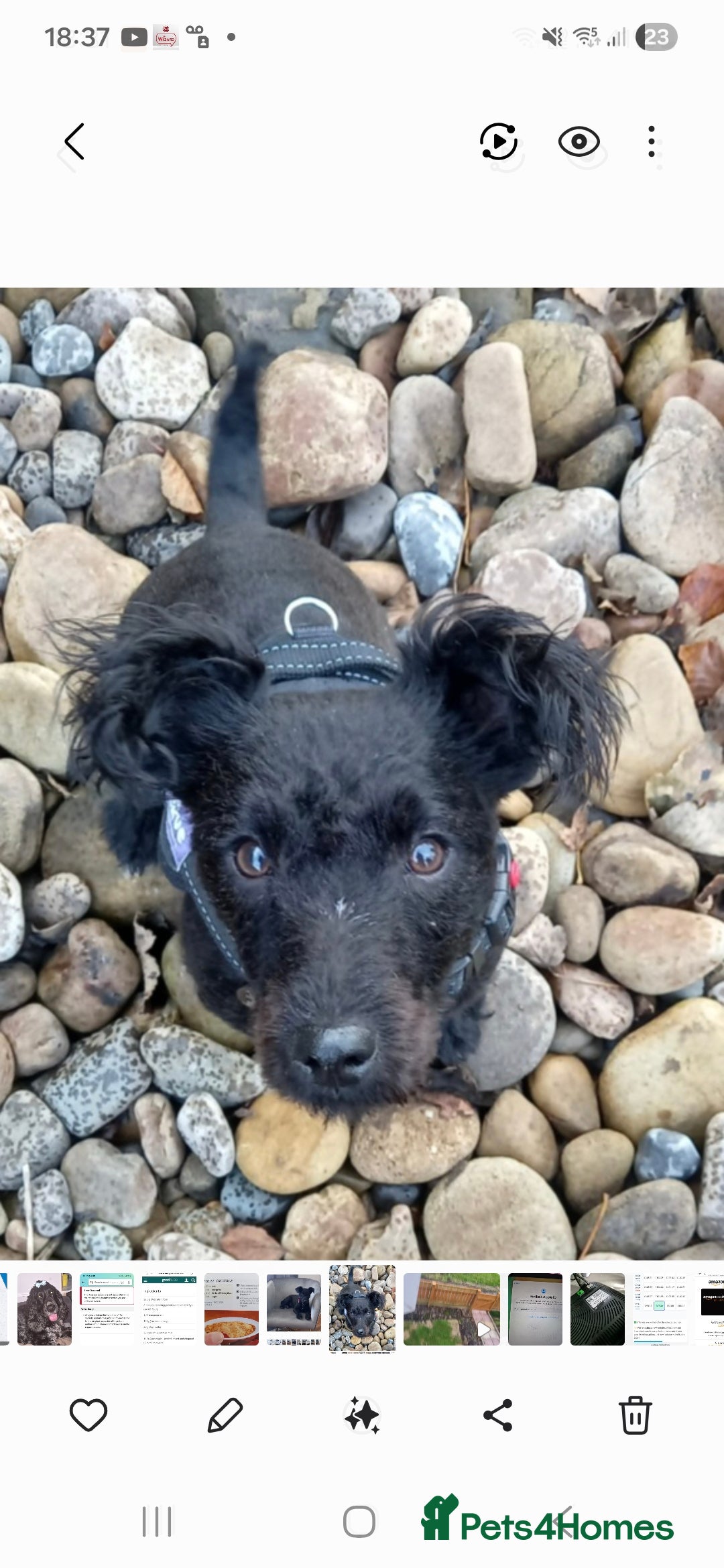 Patterdale Terrier dogs Milly-4 year old looking for loving home  - Advert 1