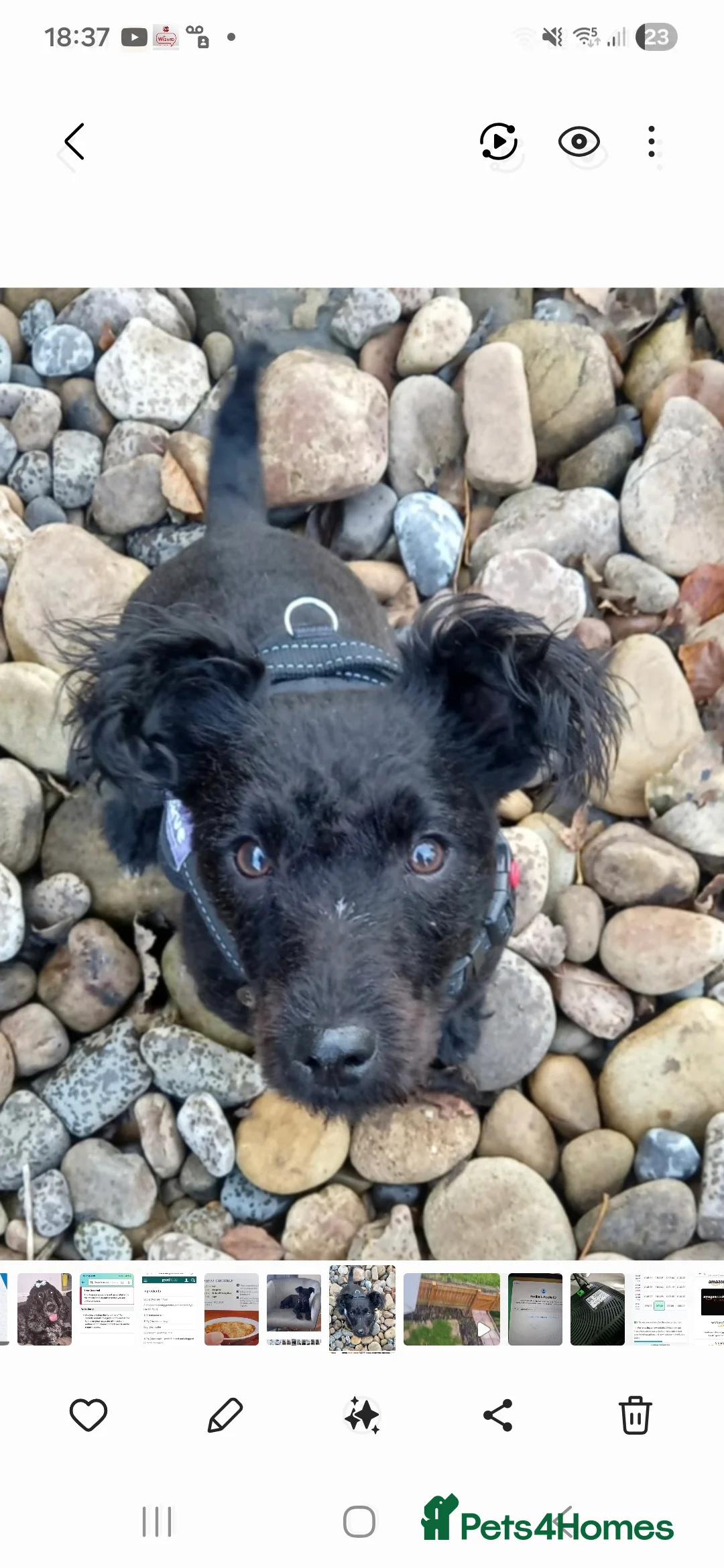 Patterdale Terrier dogs for sale: Milly-4 year old looking for loving home  - Advert 1