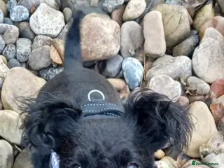 Patterdale Terrier dogs Milly-4 year old looking for loving home - Advert 1