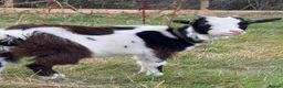 Goats livestock for sale: 🐐 COWBOY JACK | 16-Month-Old Pygmy Goat 🤠 - Advert 2