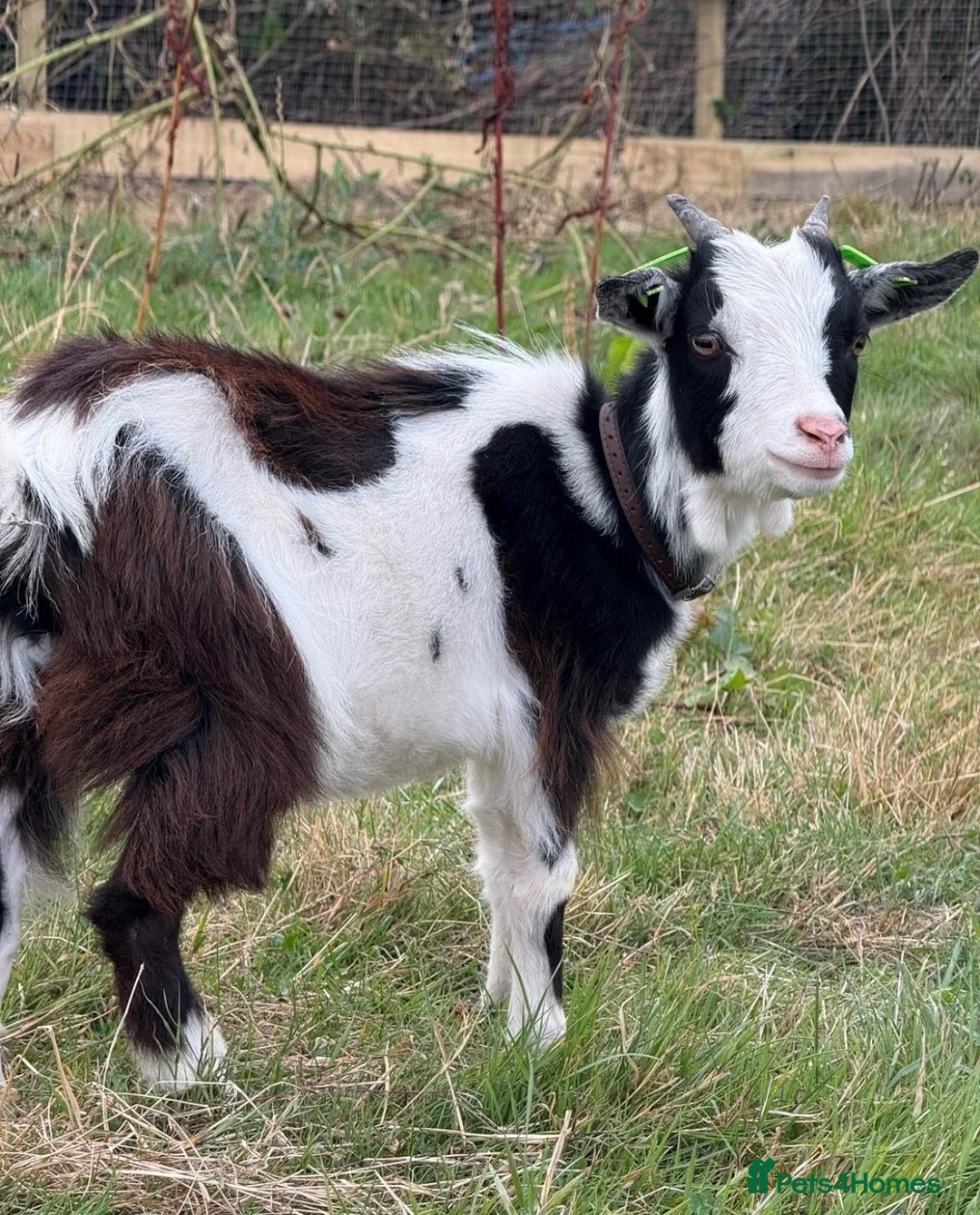 Goats livestock for sale: 🐐 COWBOY JACK | 16-Month-Old Pygmy Goat 🤠 - Advert 2
