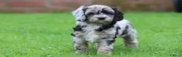 Cavapoo dogs for sale: Beautiful Cavapoo puppies for sale - Advert 5