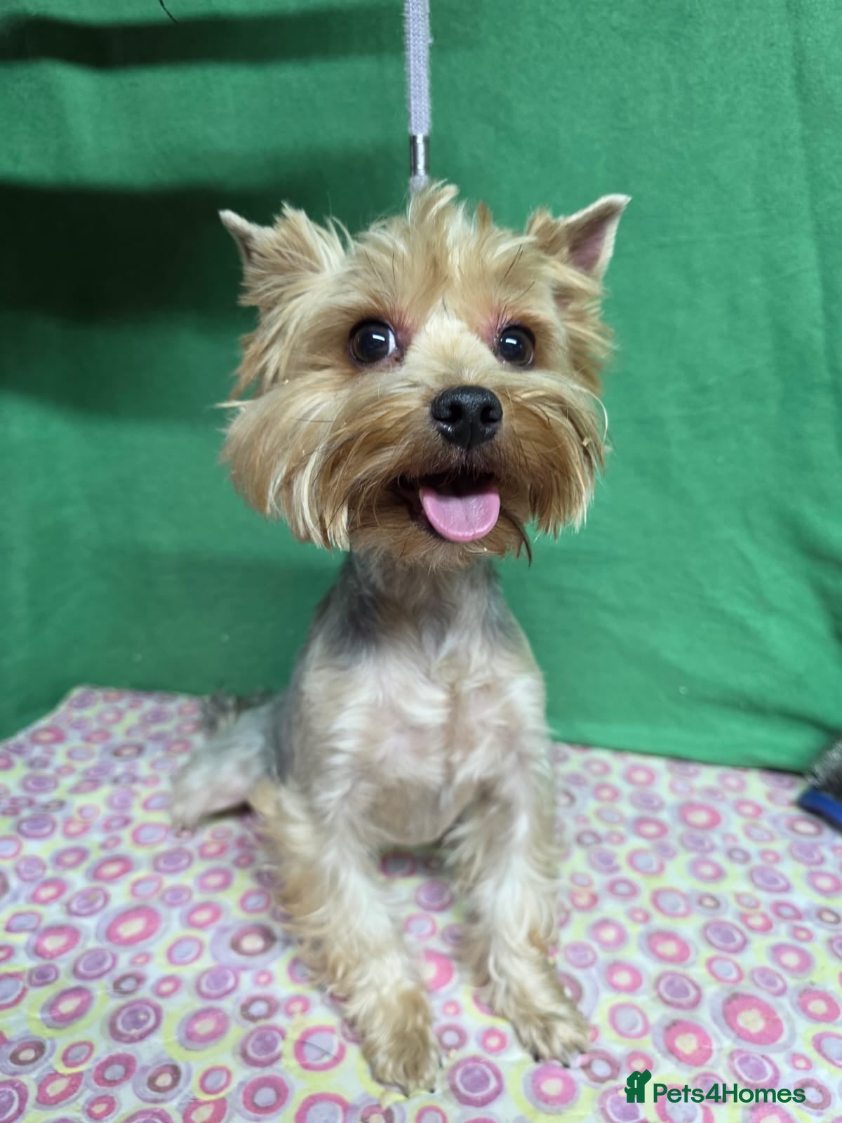 Yorkshire Terrier dogs LOUISE – Yorkshire Terrier (Female) - Advert 10