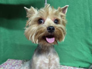 Yorkshire Terrier dogs LOUISE – Yorkshire Terrier (Female) - Advert 6