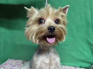 Yorkshire Terrier dogs LOUISE – Yorkshire Terrier (Female) - Advert 2