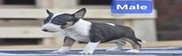 English Bull Terrier dogs for sale: Ready to leave! EBT x MBT - Advert 2