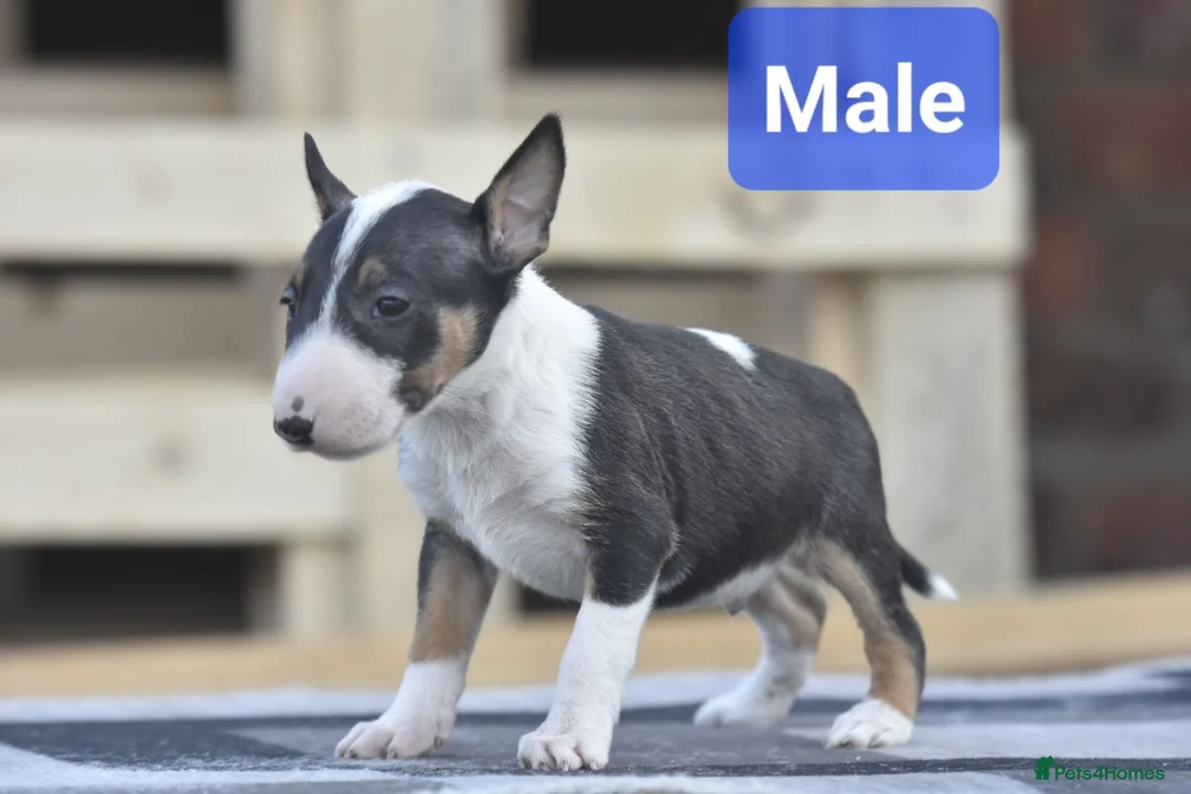 English Bull Terrier dogs for sale: Ready to leave! EBT x MBT - Advert 2