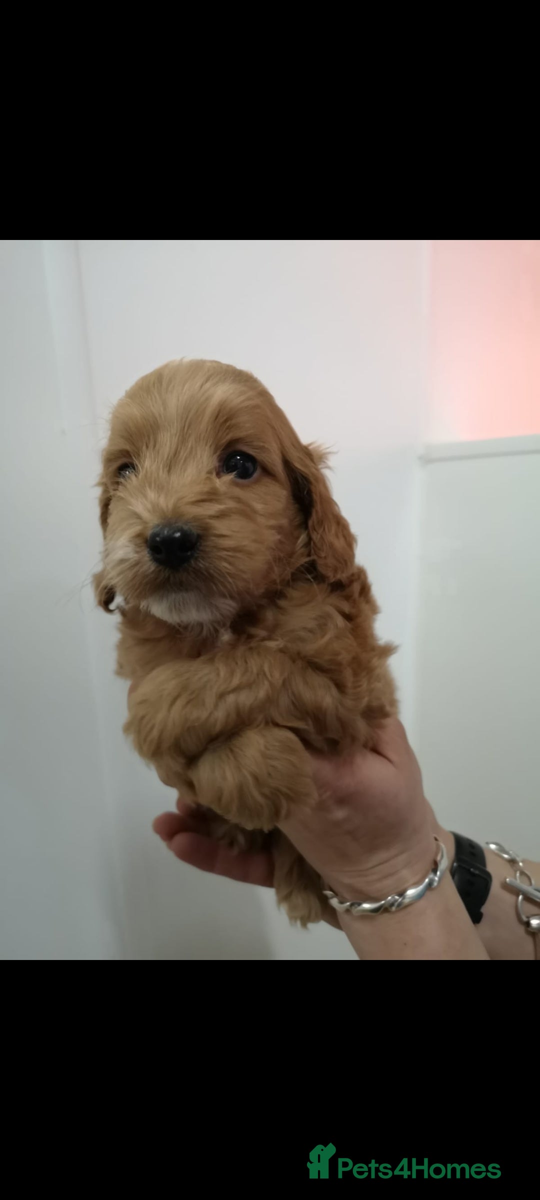 Cockapoo dogs for sale: Amazing F1 Mini Cockapoos  - Advert 14