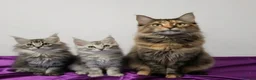 Maine Coon cats for sale: Beautiful GCCF mixed silver kittens - Advert 1