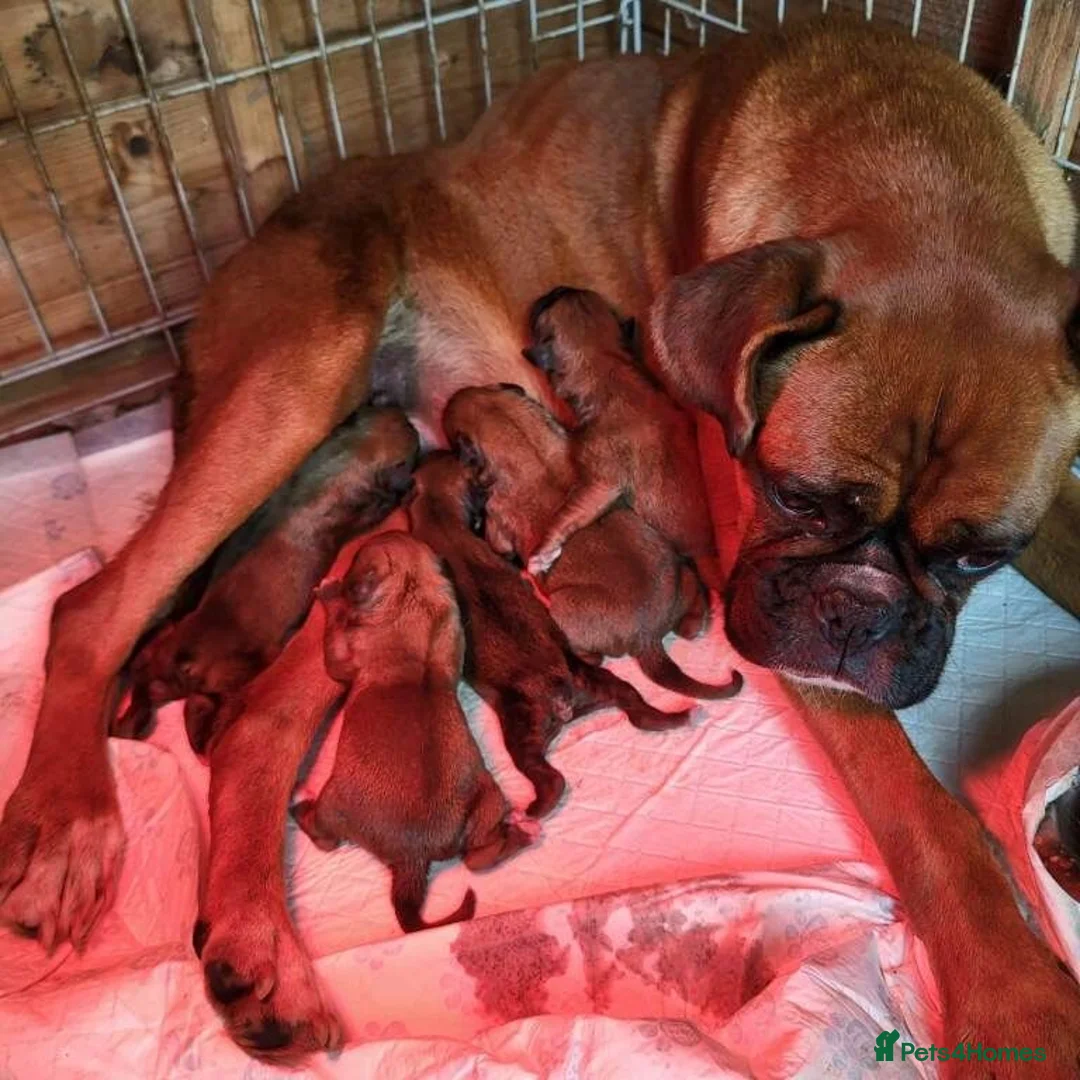 Boxer dogs for sale: KC Register Boxer Puppies - Advert 5