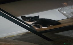 Mixed Breed cats for sale: 2 boy kittens  - Image 1