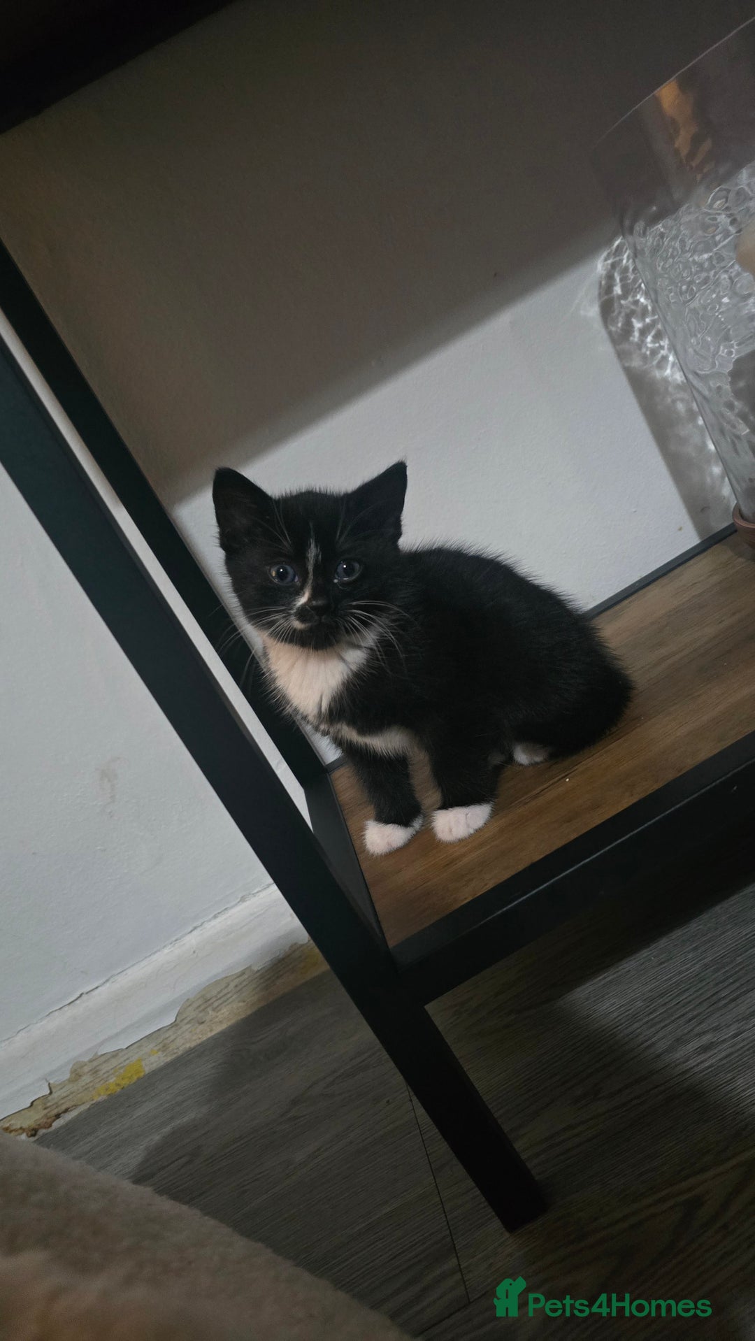Mixed Breed cats for sale: 2 boy kittens  - Image 1
