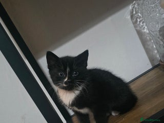 Mixed Breed cats for sale - Advert 1