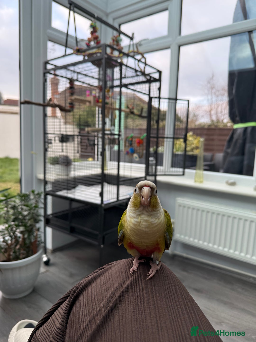 Conures birds for sale: 🌟 Beautiful Tame Conure – Rehoming 🌟 - Image 2
