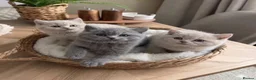 British Shorthair cats for sale: Chunky British Short Hair Kittens  - Advert 1