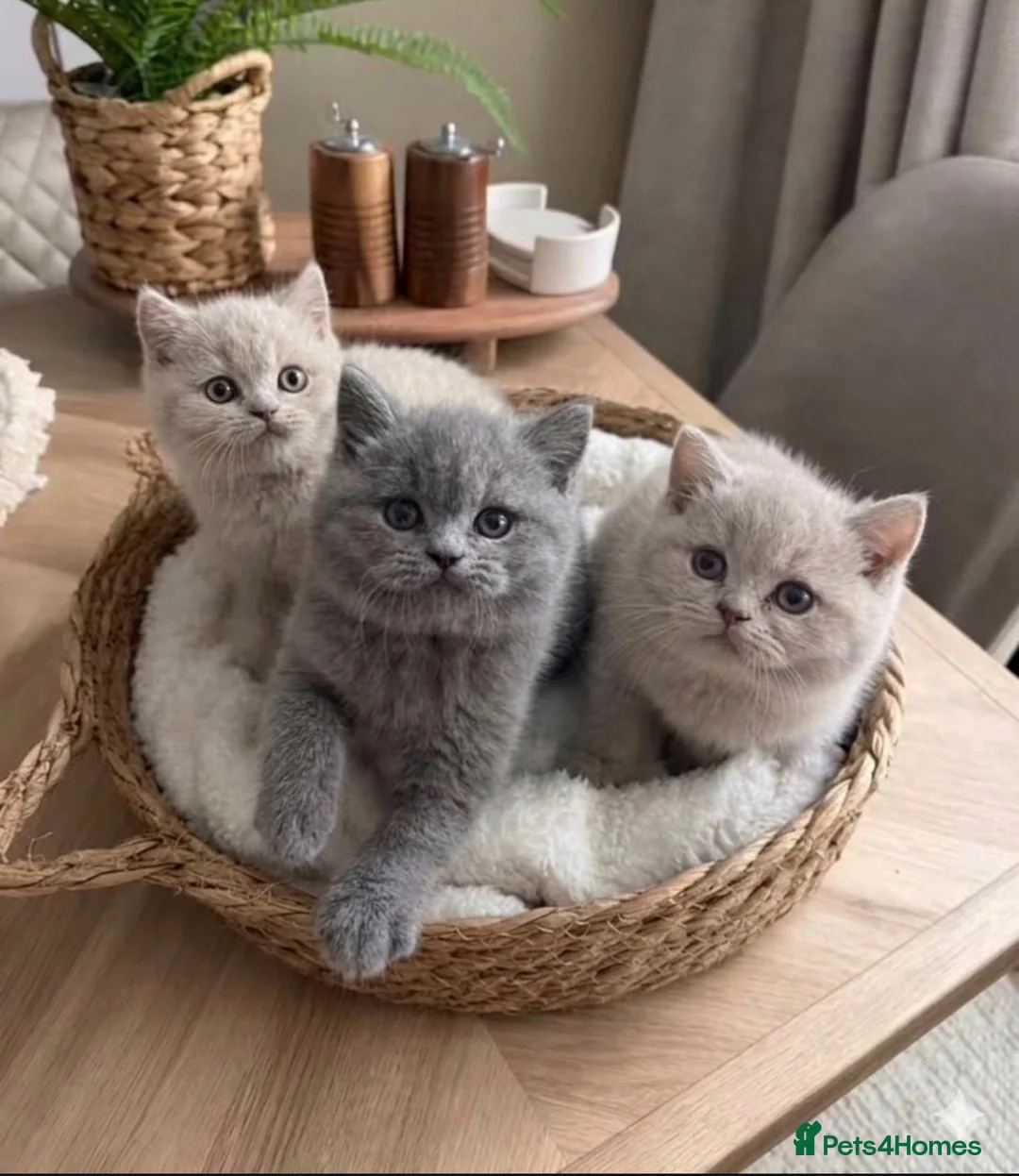 British Shorthair cats for sale: Chunky British Short Hair Kittens  - Advert 1