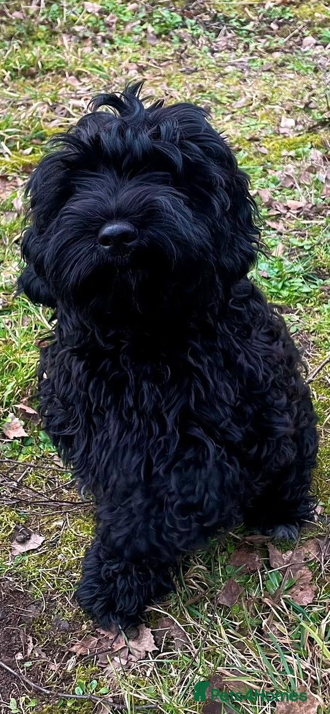 Cavapoo dogs Proven Black Cavapoo Stud- DNA Health tested  - Advert 1