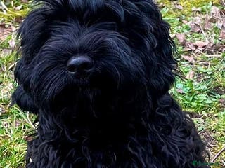 Cavapoo dogs Proven Black Cavapoo Stud- DNA Health tested - Advert 1