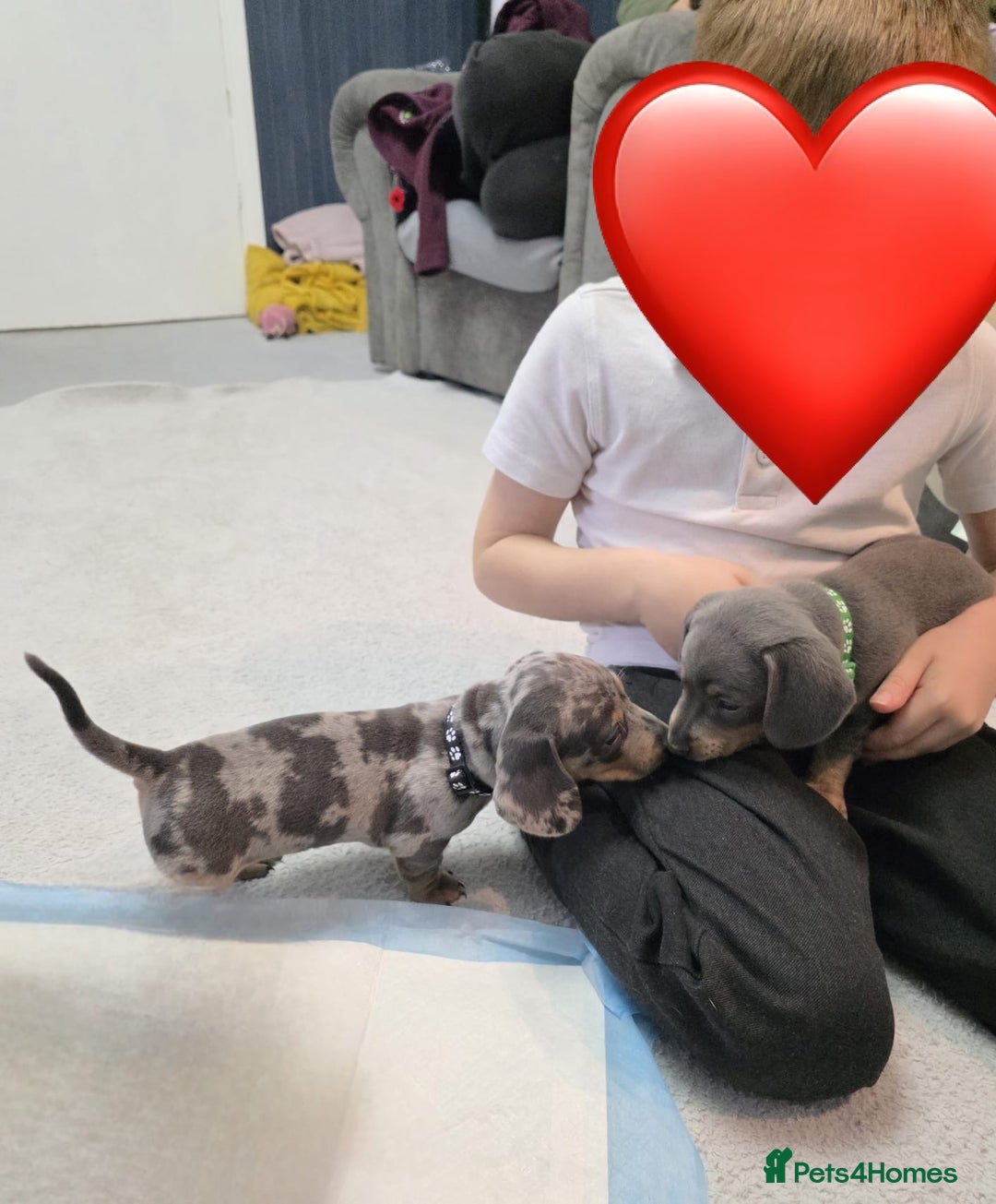 Miniature Dachshund dogs for sale: READY NOW  - Advert 19