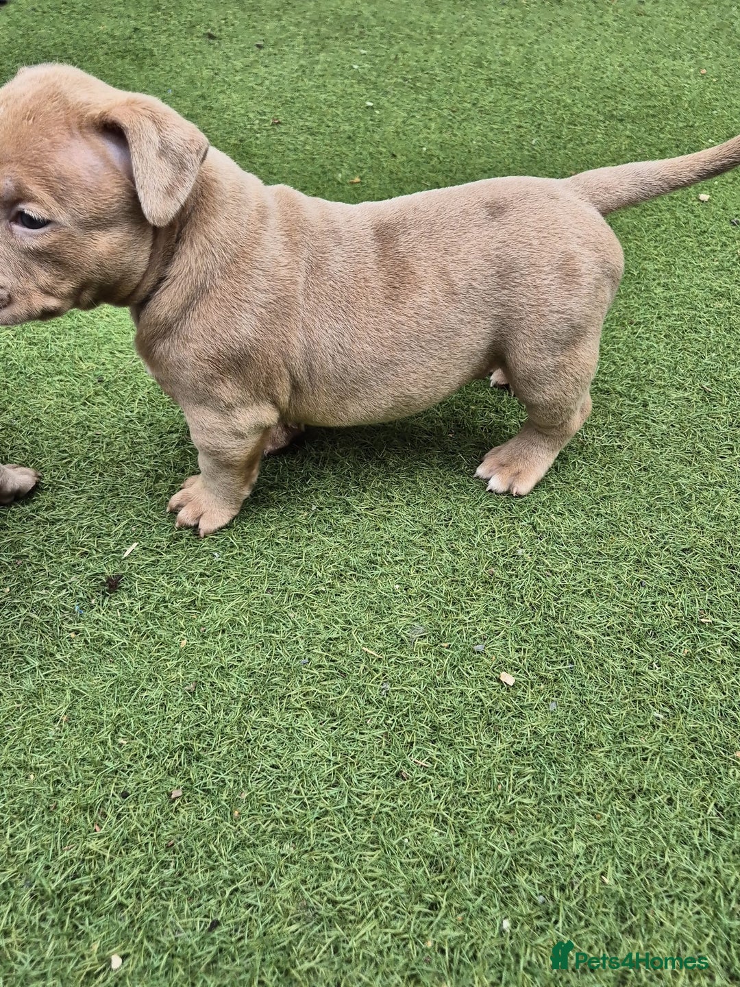 American Bully dogs for sale: Champagne, Chocolate, Merle Micro Pocket Bullys  in Wilmslow - Image 28