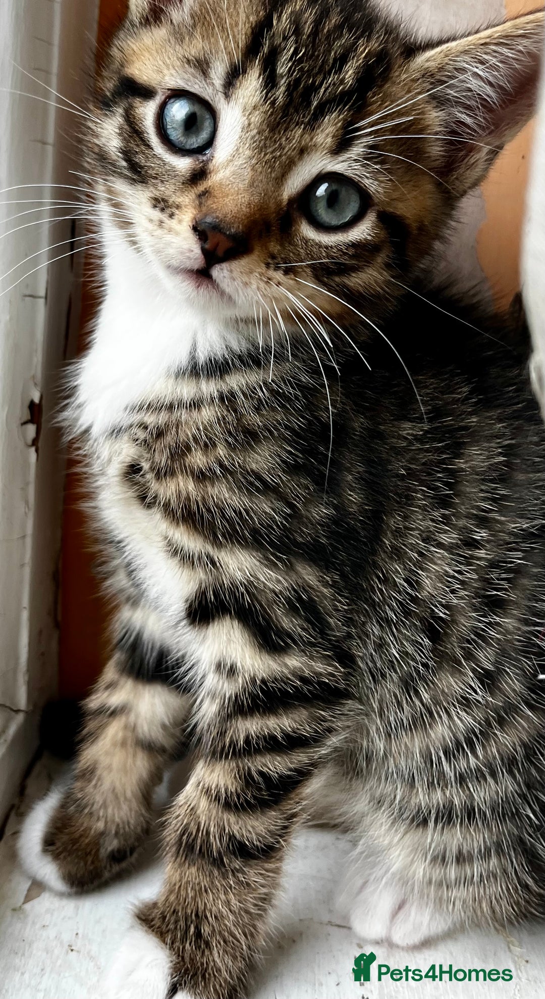 Bengal cats for sale:  Glittery Bengal X KittensWith Famous References!  - Advert 5