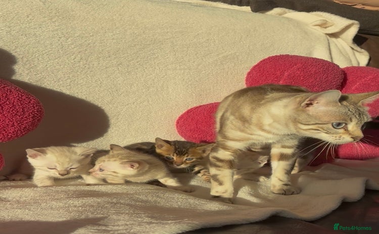 Bengal cats True to type bengal kittens - Advert 1