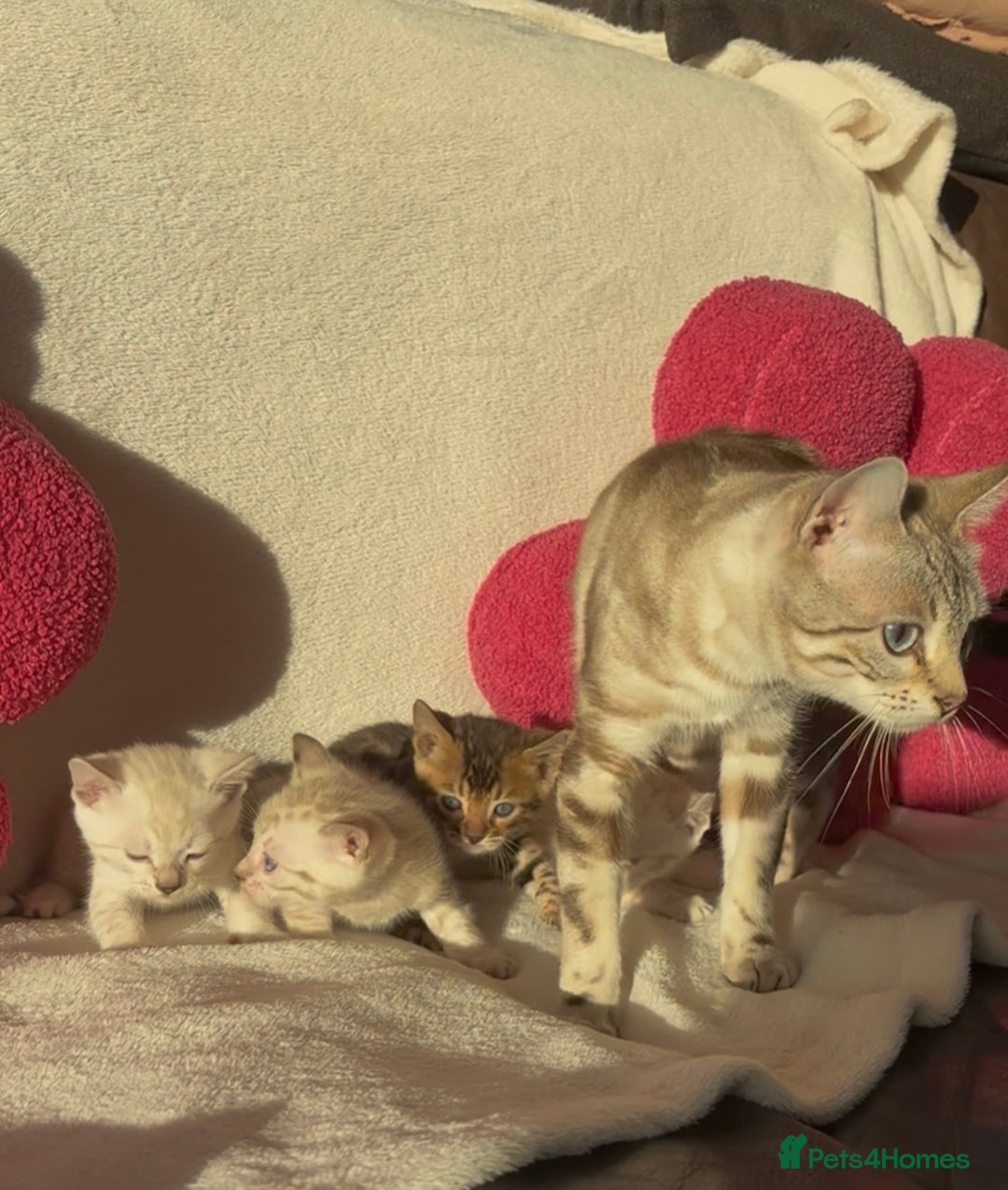 Bengal cats for sale: True to type bengal kittens - Advert 1