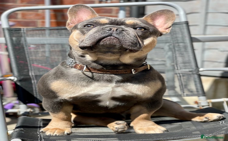 French Bulldog dogs in Leigh - Advert 1