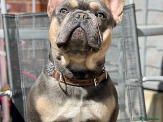French Bulldog dogs in Leigh - Advert 29