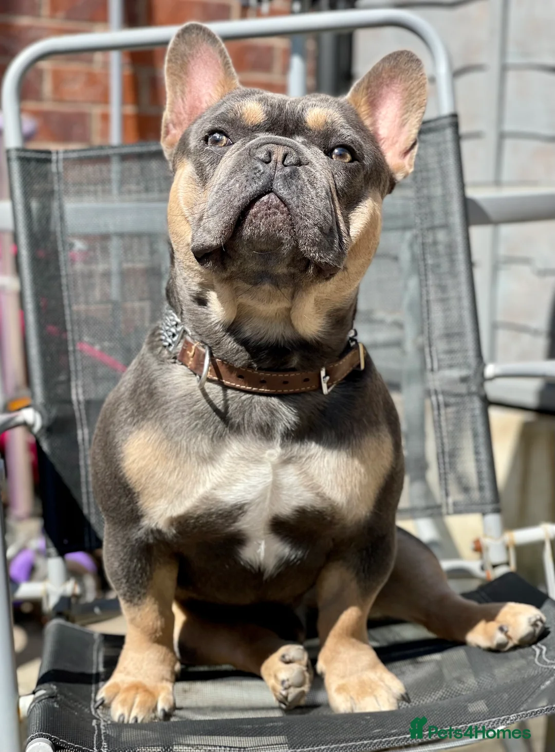 French Bulldog dogs for stud: Best producer known around  in Leigh - Advert 1