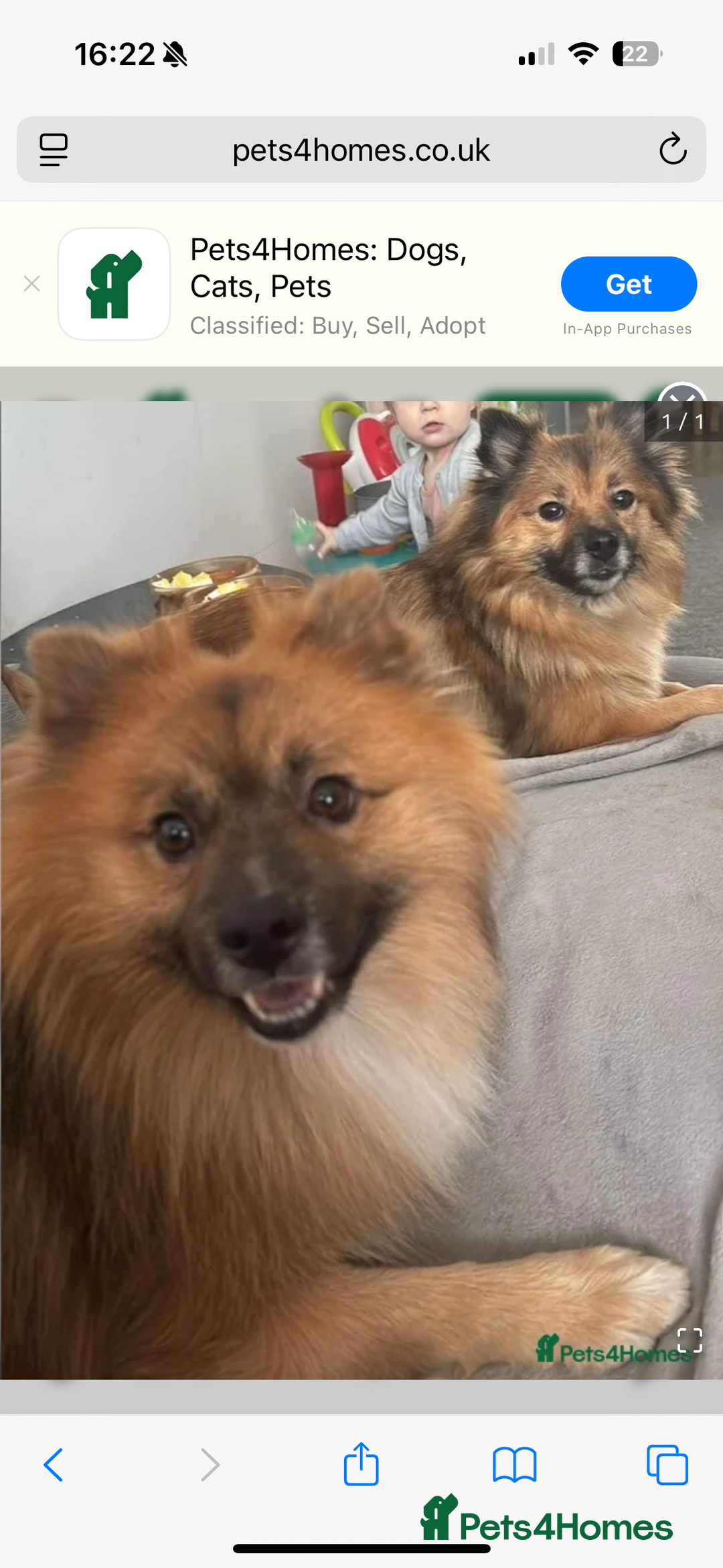 German Spitz dogs for sale: German spitz - Image 4
