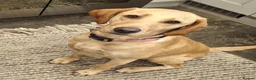 Goldador dogs for sale: Beautiful Goldador Puppies for Sale - Advert 11
