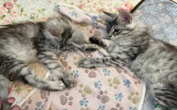 Maine Coon cats for sale: GCCF Pedigree Maine Coon Kittens champion line  - Image 10