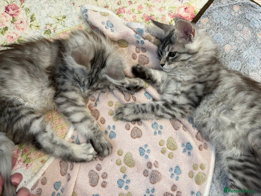 Maine Coon cats for sale: GCCF Pedigree Maine Coon Kittens champion line  - Image 10